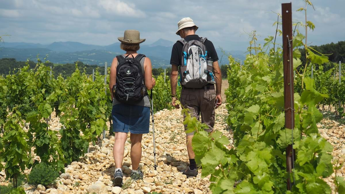 Promenade dans les vignes